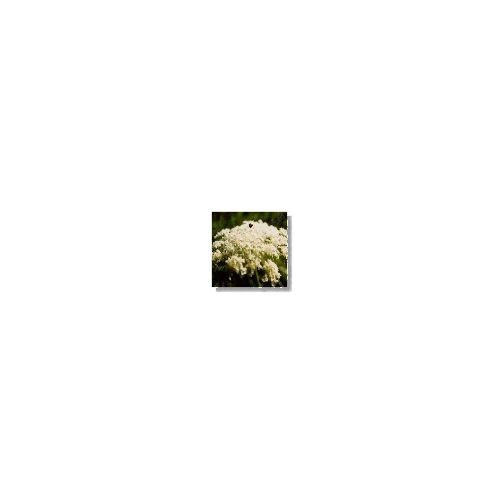 Korte Wildblumenessenz - Wilde Karotte 15 ml