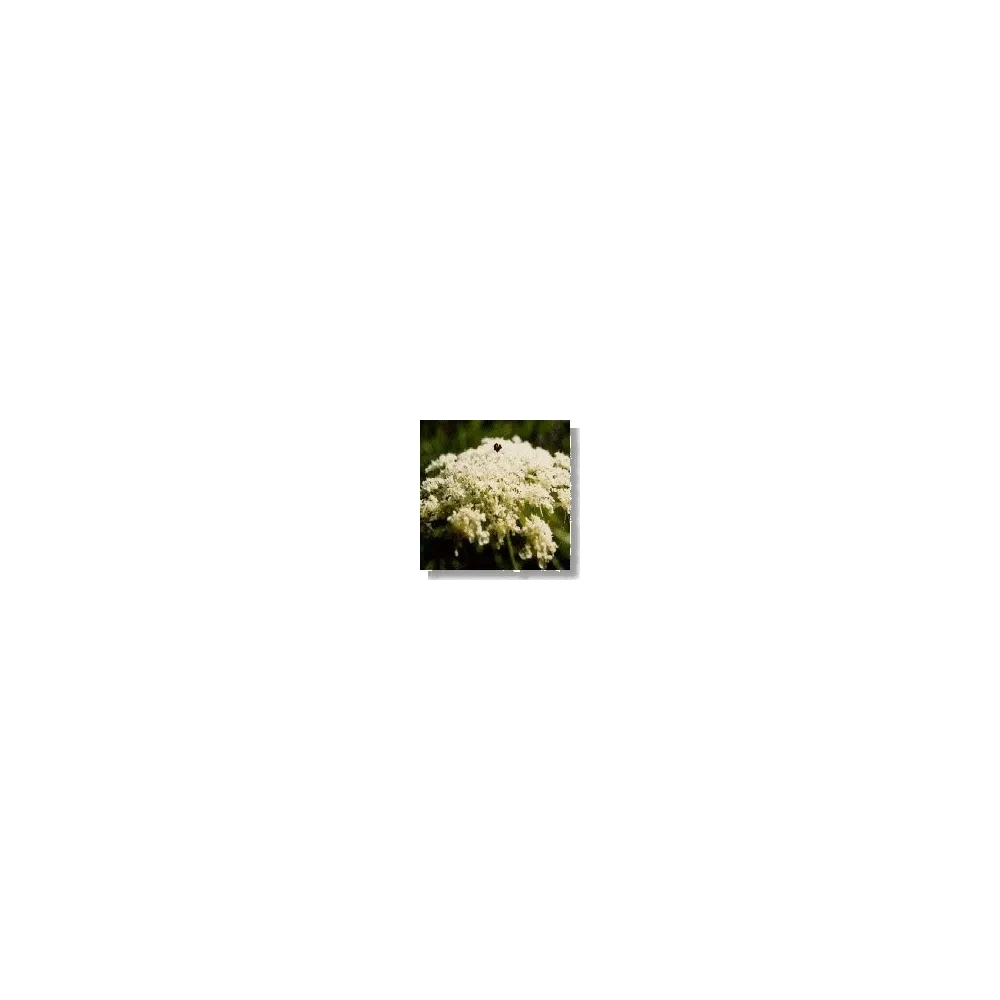Korte Wildflower Essence - Wild Carrot (15 ml)