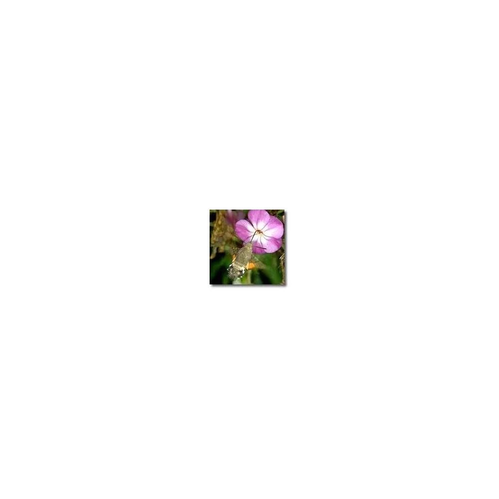 Animal Essences Korte - Moth 15 ml