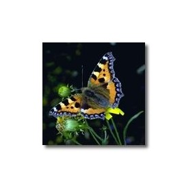 Korte animal essences - Butterfly 15 ml