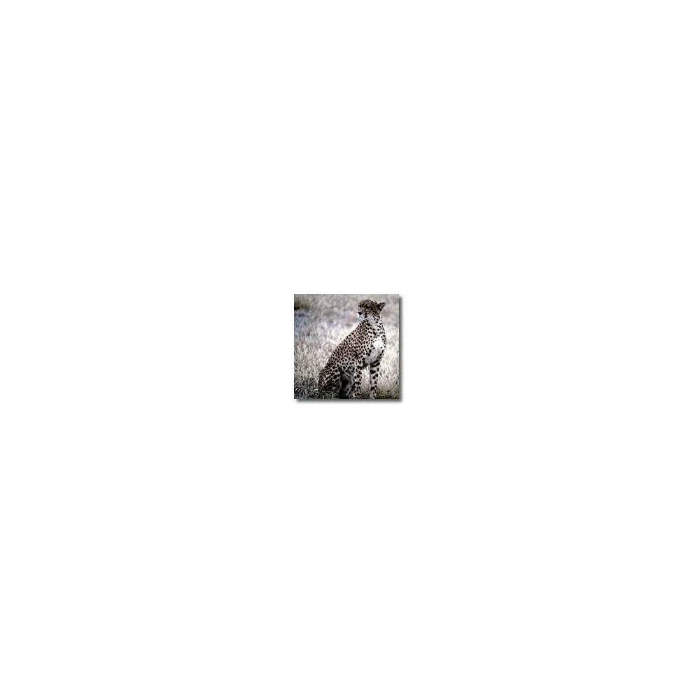 Esencias animales cortas - Leopardo 15 ml