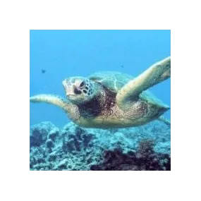 Essences animales Korte -...
