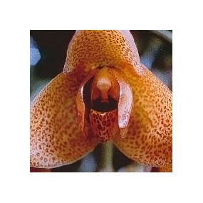 Korte Essence d'orchidée -...