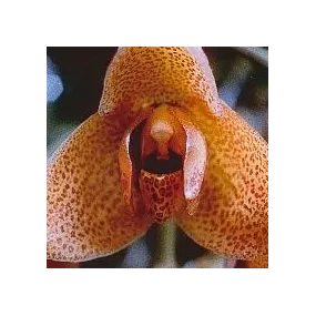 Korte Essence d'orchidée -...