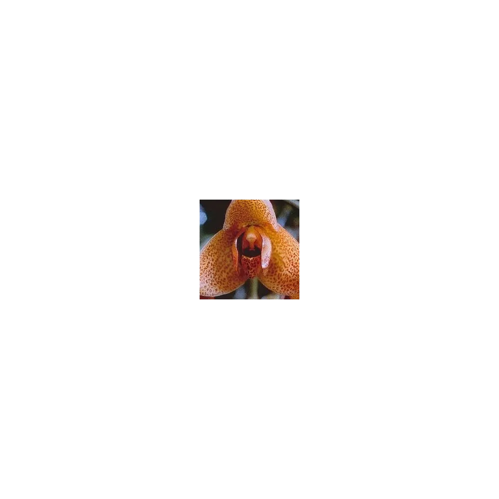 Korte Orchideenessenz – Aggressionsorchidee 15 ml