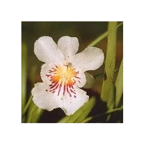 Esencia de orquídea Korte -...