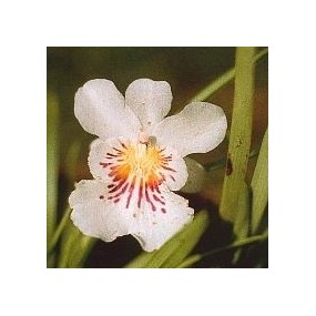 Korte Orchid Essence - Angel Of Protection Orchid 15 ml