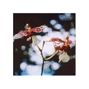 Esencia de Orquídea Korte - Orquídea Canalizadora 15 ml