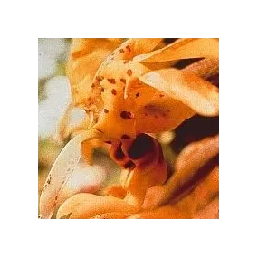 Esencia de orquídea Korte -...