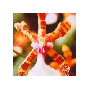 Korte Orchid Essence -...