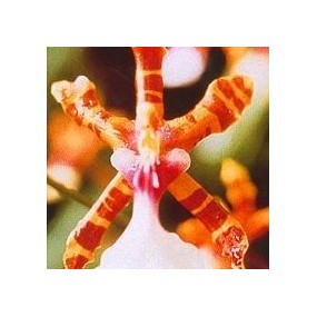 Korte Orchid Essence - Couleur Orchidée 15 ml