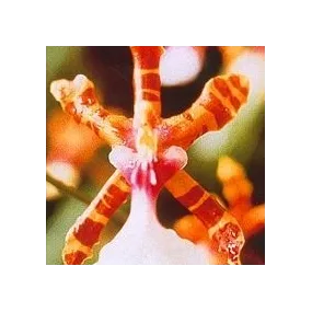 Korte Orchid Essence -...