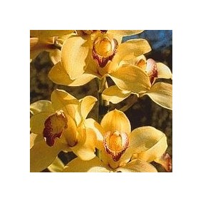Essenza di Orchidee Korte - Coordination Orchid 15 ml