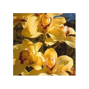 Korte Essence d'Orchidée -...