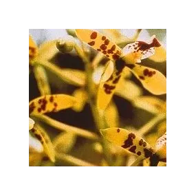 Korte Essence d'orchidée -...