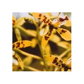 Korte Orchid Essence - Deva Orchid 15 ml