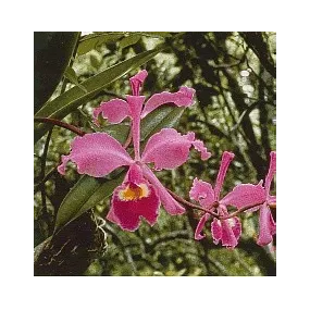 Esencia de orquídea...