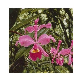 Essenza di Orchidee Korte - Fullhorn Cattileya 15 ml