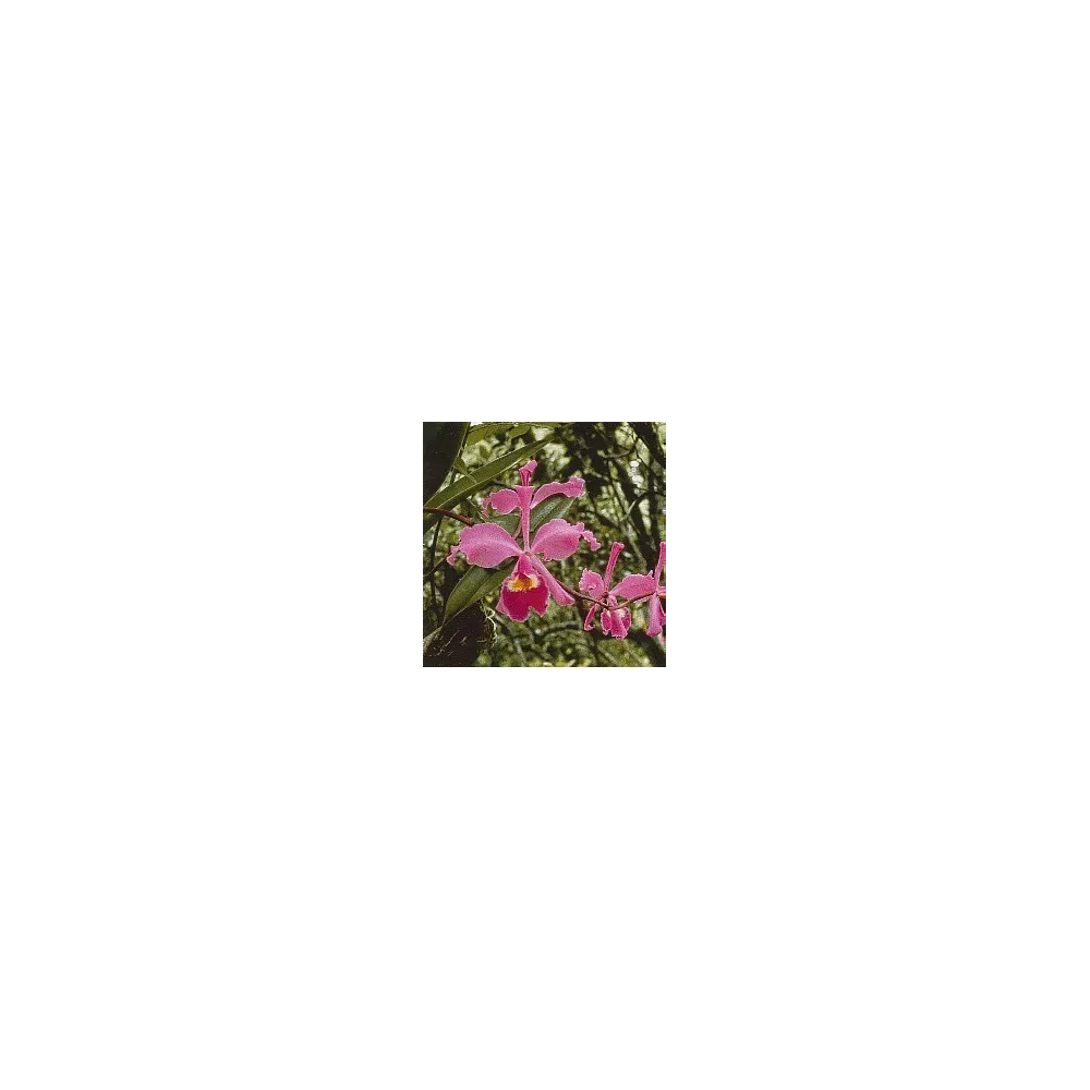 Fullhorn Cattileya Orchid Essence 15 ml