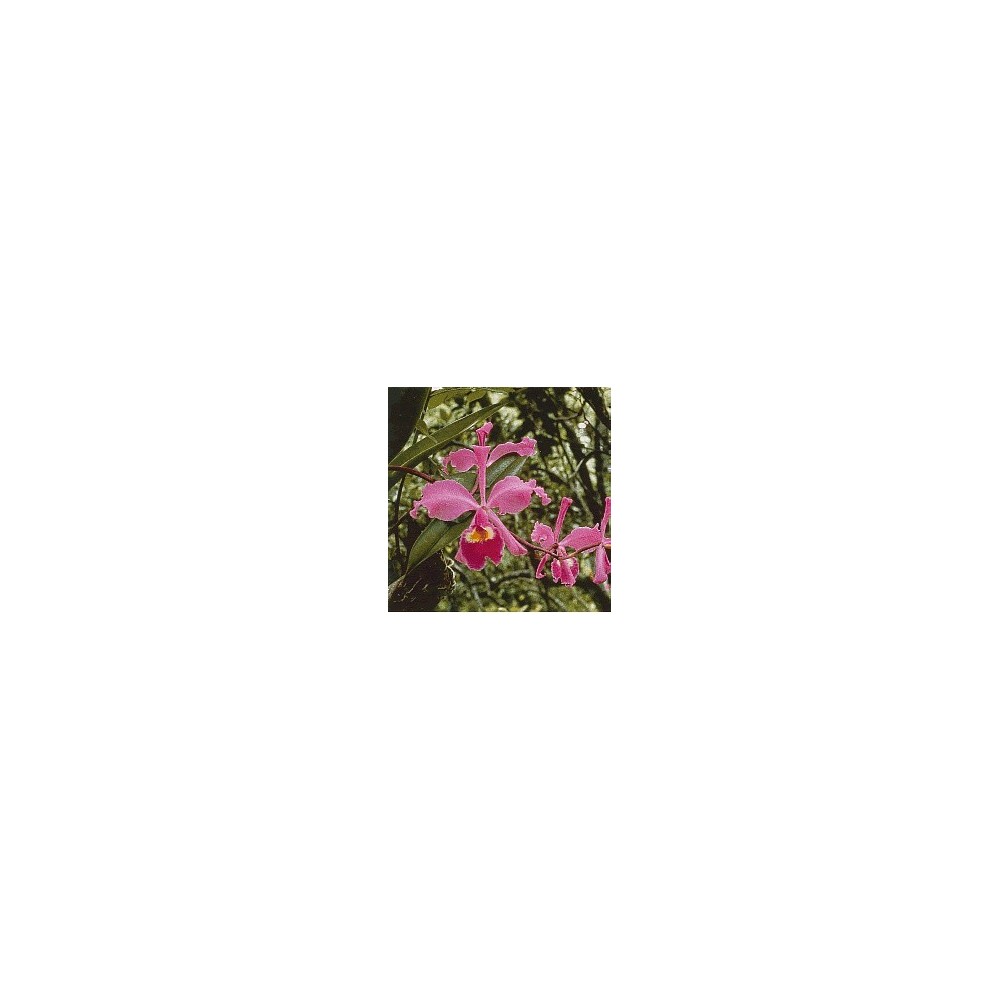 Korte Orchideenessenz – Fullhorn Cattileya 15 ml