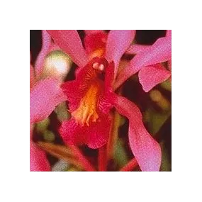 Esencia de orquídea Korte -...