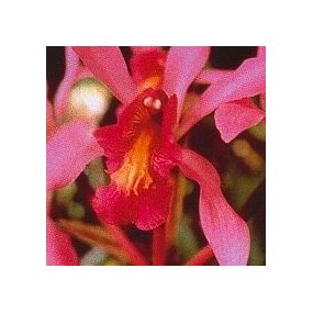 Korte Orchid Essence - Higher Self Orchid 15 ml