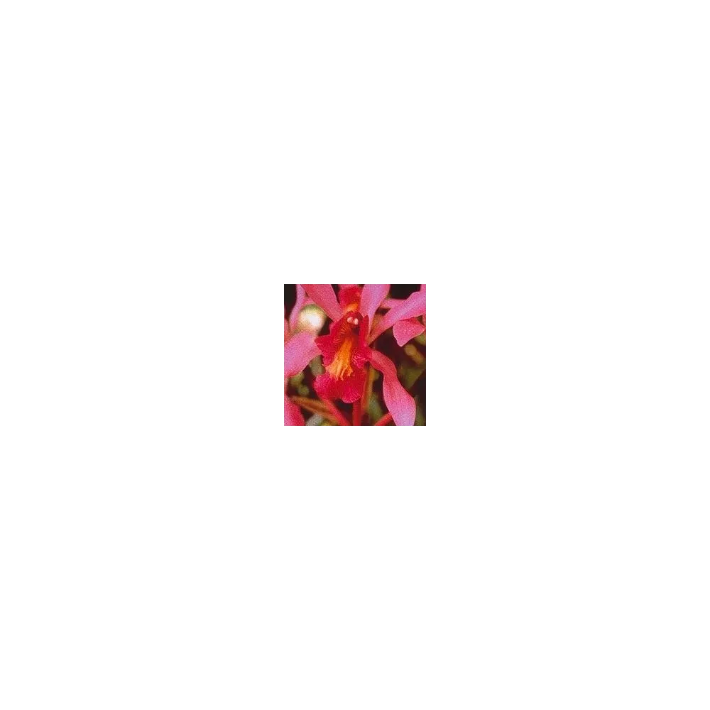 Korte Orchideenessenz – Höheres Selbst Orchidee 15 ml