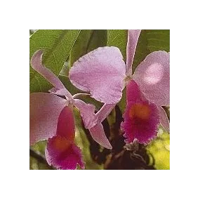 Esencia de orquídea...