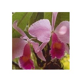 Essenza di Orchidee Korte - Inspiration Orchid 15 ml
