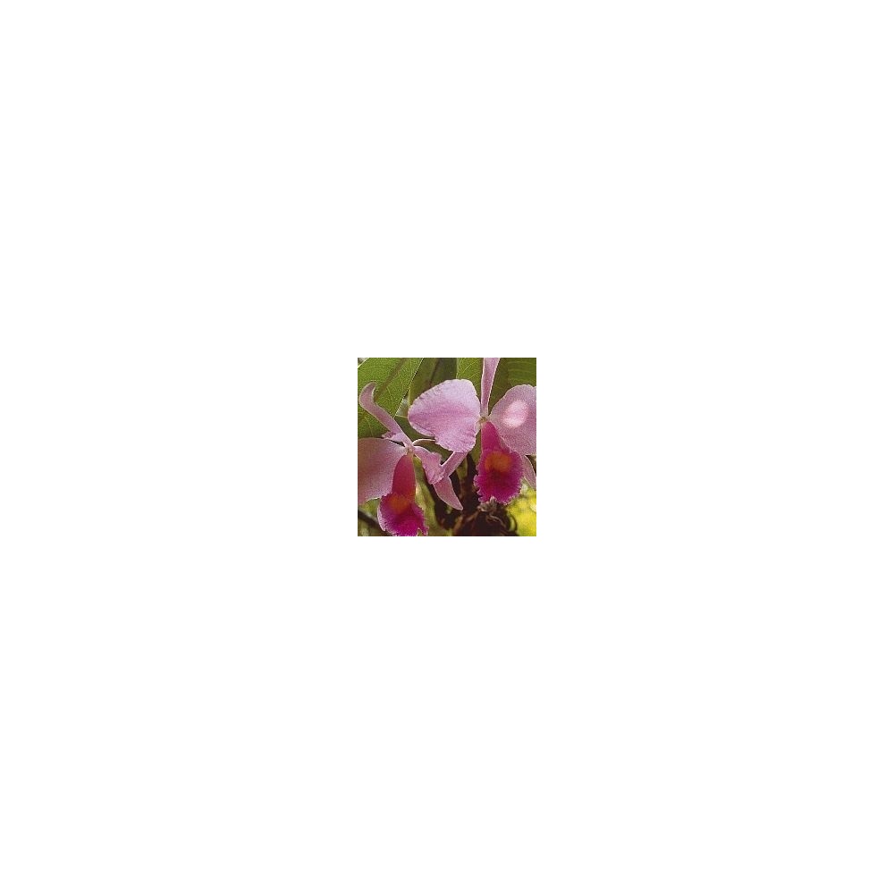 Essenza di Orchidee Korte - Inspiration Orchid 15 ml