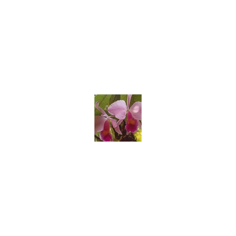 Inspiration Orchid Essence 15 ml
