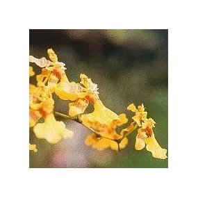Korte Essence d'orchidée -...