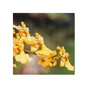 Korte Orchid Essence - Love Orchid 15 ml