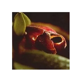 Korte Esencia de Orquídea -...