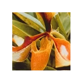 Esencia de orquídea Psyche...