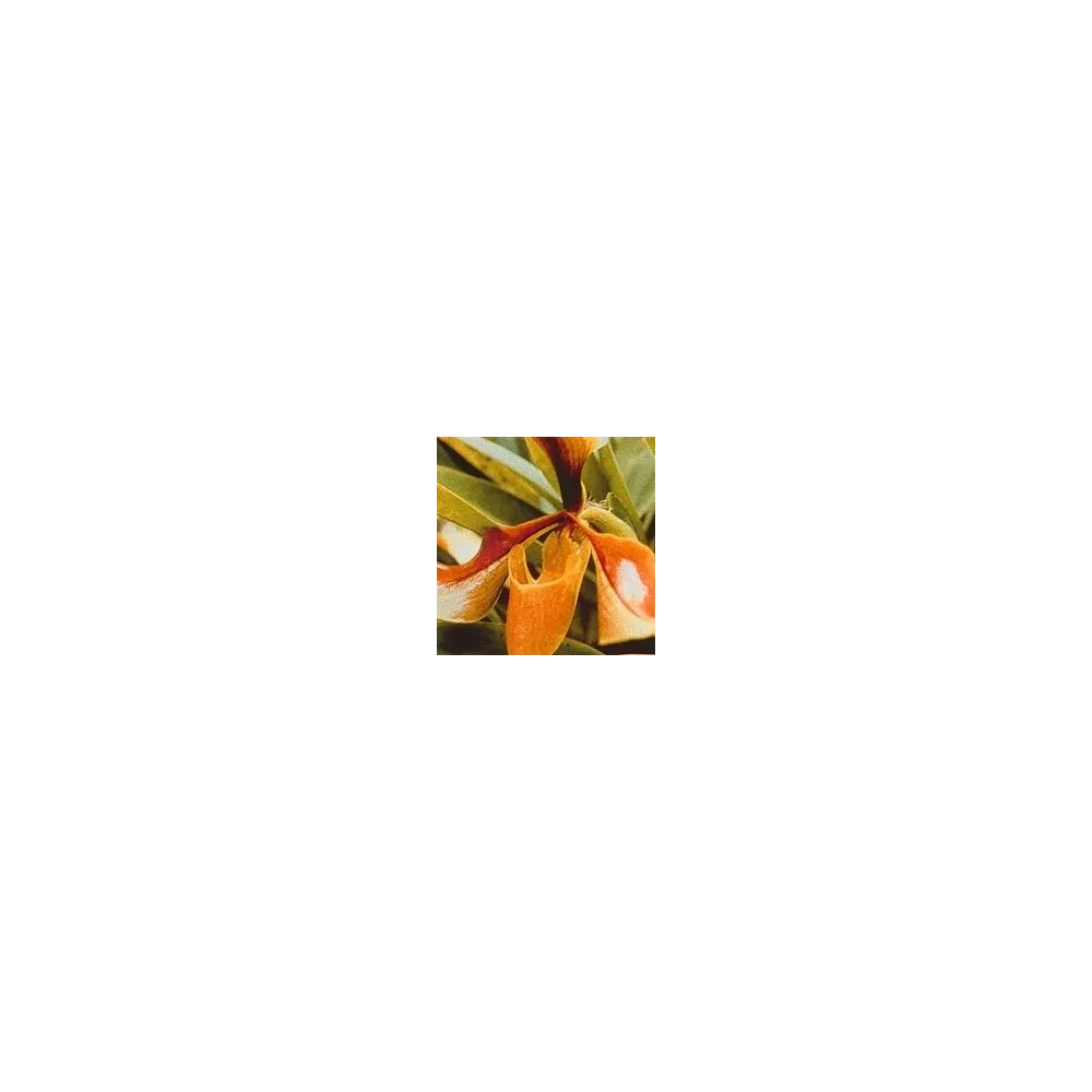 Psyche Orchid Essence 15 ml