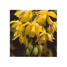 Korte Orchid Essence -...
