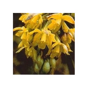 Korte Orchid Essence - Sun Orchid 15 ml