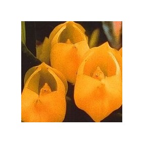 Essenza di Orchidee Korte - Venus Orchid 15 ml