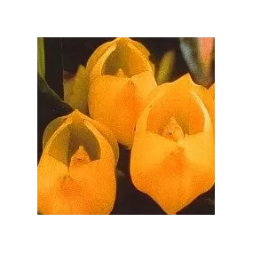 Korte Orchid Essence -...