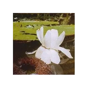Essence d'orchidée Korte -...