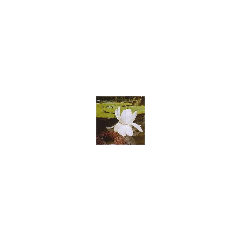 Orchideenessenz Short - Victoria Regia 15 ml