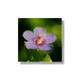 Korte Esencia de Flores Silvestres - Pimpinela Escarlata (Primula) 15 ml