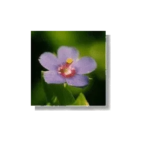 Korte Wild Flower Essence -...