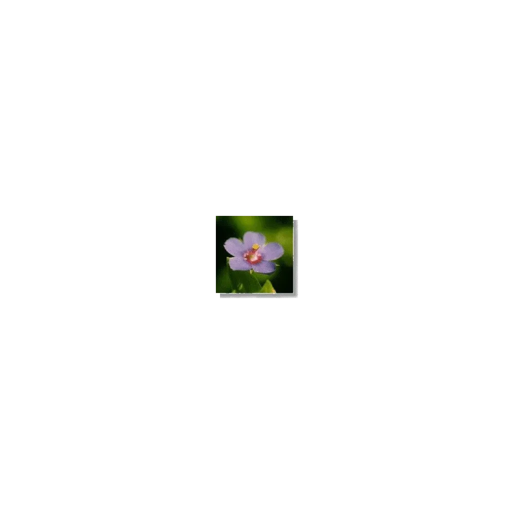 Esencia de Flores Silvestres Korte - Pimpinela Escarlata (Primula) 15 ml