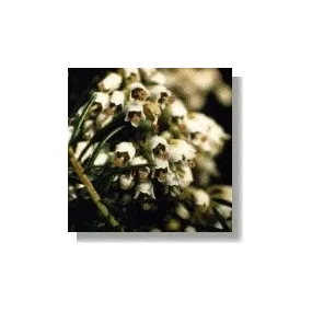 Korte African Essences -...