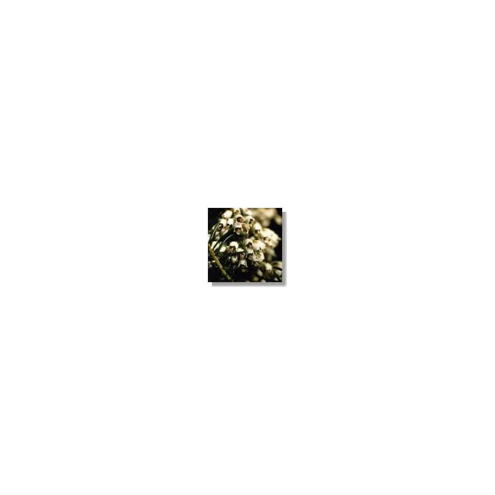 African Essences Korte - Tree Heath 15 ml