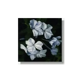 Korte Esencias Africanas -...