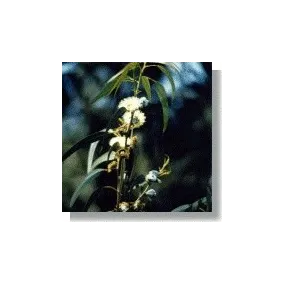 Essenze africane Korte -...