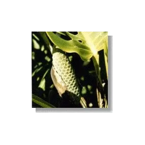 Korte African Essences -...